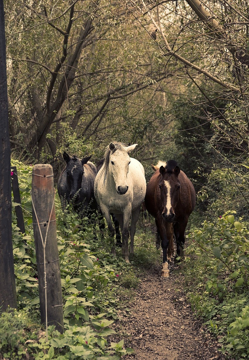 Caballos